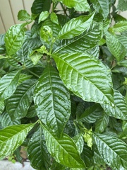 Psychotria nervosa