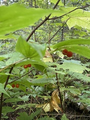 Prosartes hookeri