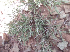 Haloxylon