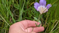 Eustoma exaltatum