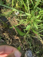 Persicaria hydropiper