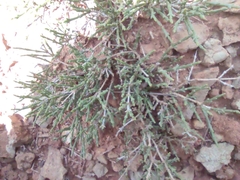 Haloxylon