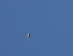 Lophophanes cristatus