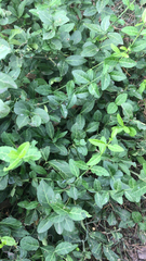 Euonymus fortunei