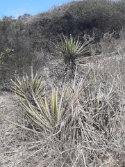 Yucca schidigera