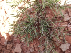 Haloxylon