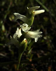 Spiranthes casei