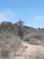 Yucca schidigera