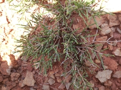 Haloxylon