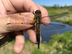 Libellula quadrimaculata
