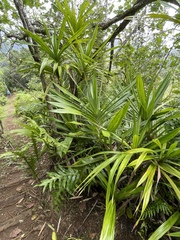 Freycinetia arborea