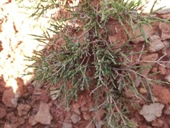 Haloxylon