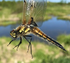 Libellula quadrimaculata