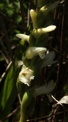 Spiranthes cernua
