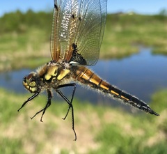 Libellula quadrimaculata