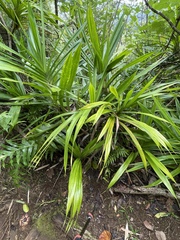 Freycinetia arborea