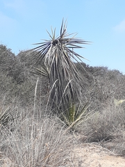 Yucca schidigera