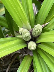 Freycinetia arborea