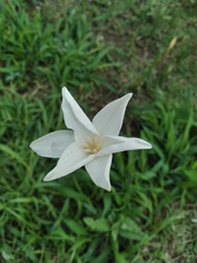 Zephyranthes