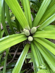 Freycinetia arborea