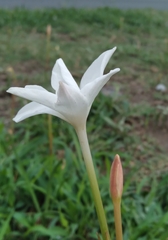 Zephyranthes