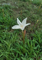 Zephyranthes