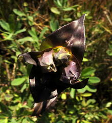 Gentiana rubicunda