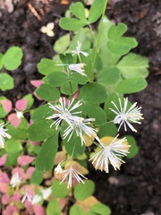 Thalictrum