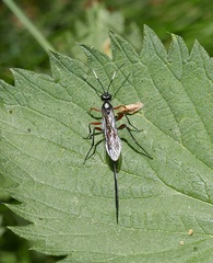 Ichneumon