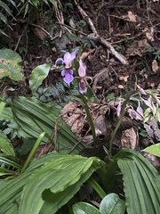 Calanthe puberula reflexa