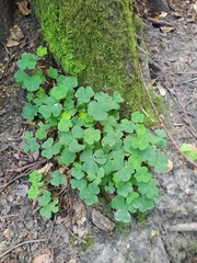 Oxalis acetosella