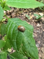 Leptinotarsa decemlineata