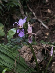 Calanthe puberula reflexa
