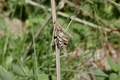 Canephora hirsuta