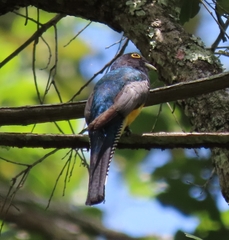 Trogon caligatus