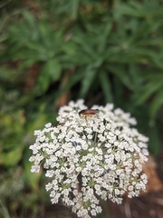 Tenthredinoidea