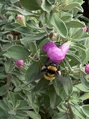 Bombus sonorus