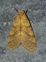 Lophocampa