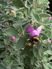Bombus sonorus
