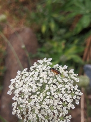 Tenthredinoidea