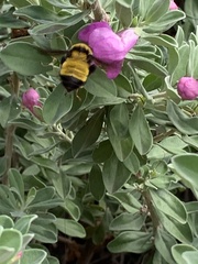 Bombus sonorus