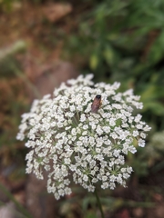 Tenthredinoidea