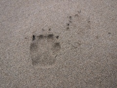 Canis lupus crassodon