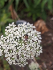 Tenthredinoidea