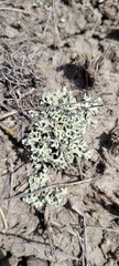 Hypogymnia physodes