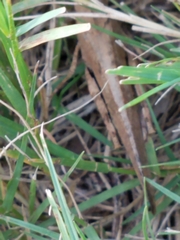 Dissosteira carolina