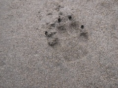 Canis lupus crassodon