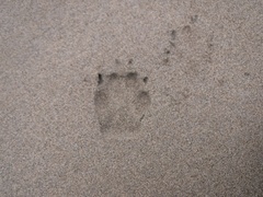 Canis lupus crassodon