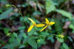 Helianthus microcephalus