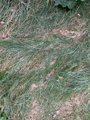 Carex brizoides